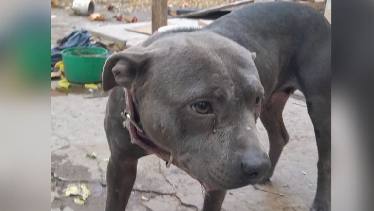 Desbarataron a un criadero clandestino de pitbull y rescataron a una perra