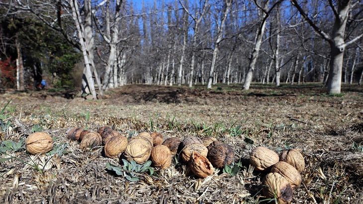 La chacra cuenta con 5 hectáreas. La chacra cuenta con 5 hectáreas.