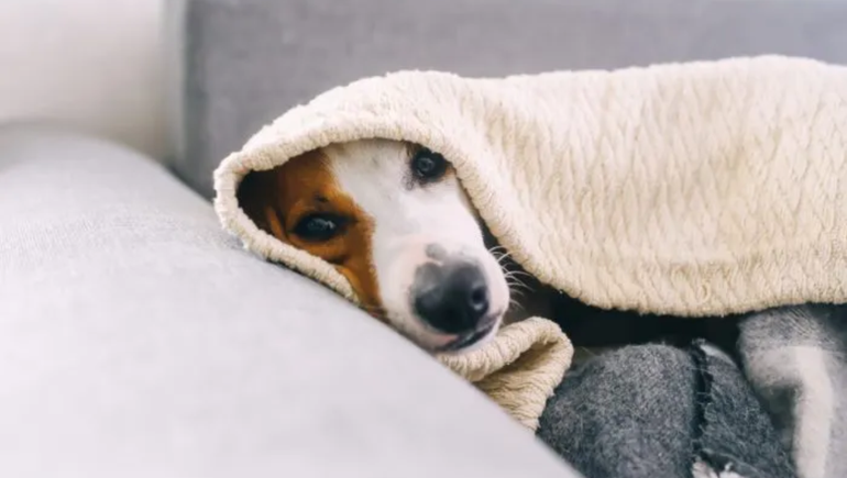 ¿Dónde deben dormir los perros durante las noches de frío?: la palabra de los expertos