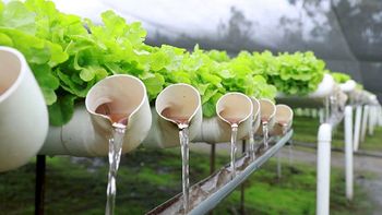 Hidroponia en Neuquén: ahora el 90% de agua y triplica la productividad Hidroponia en Neuquén: ahora el 90% de agua y triplica la productividad