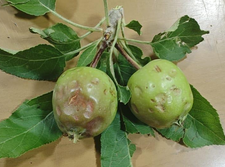 Daño por granizo en manzana. Zona Paso Córdoba, fecha: 11-11-2025. Foto: INTA Daño por granizo en manzana. Zona Paso Córdoba, fecha: 11-11-2025. Foto: INTA