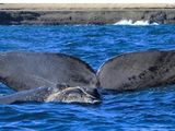 Los operadores de Puerto Pirámides esperan que los dos fines de semana largos seguidos de junio alienten la llegada de visitantes para hacer avistaje de ballenas. 
