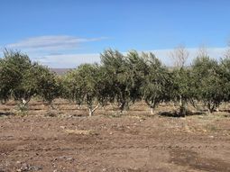 El despertar de la meseta: Arrancó la cosecha de olivos en el corazón del desierto patagónico. El despertar de la meseta: Arrancó la cosecha de olivos en el corazón del desierto patagónico.