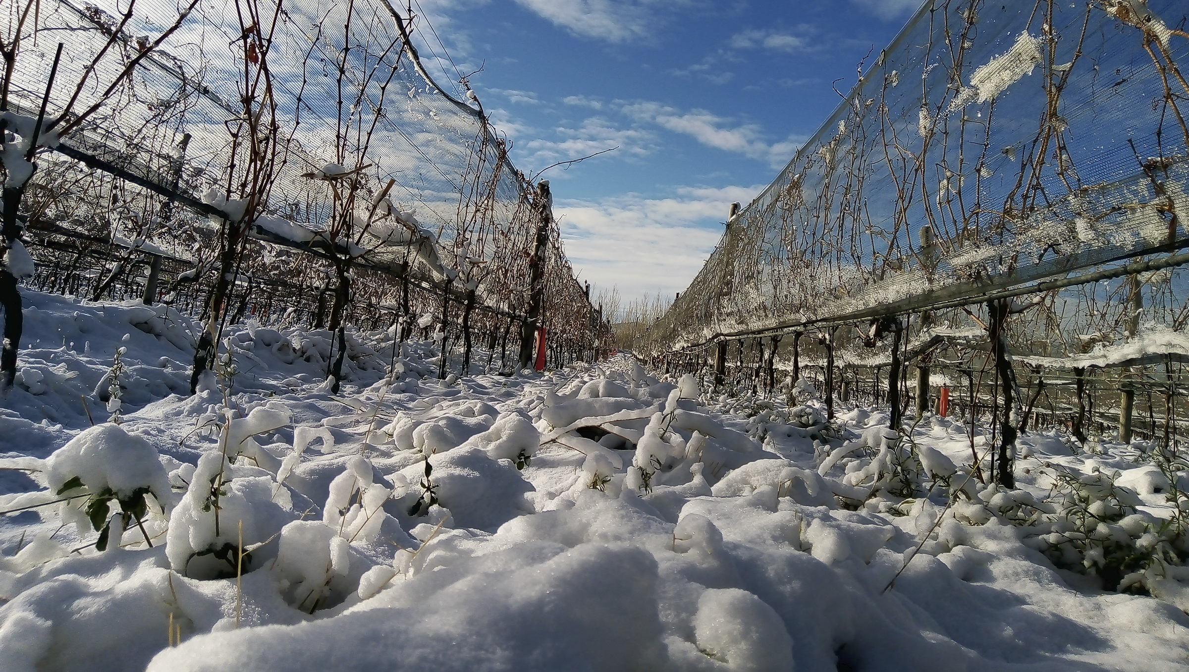 Los viñedos de Otronia, la bodega donde se realizan los vinos más australes del mundo.