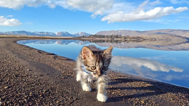 Las aventuras de Negrito, el gato que es guía de excursiones al Salto del Agrio | LM Neuquen Las aventuras de Negrito, el gato que es guía de excursiones al Salto del Agrio