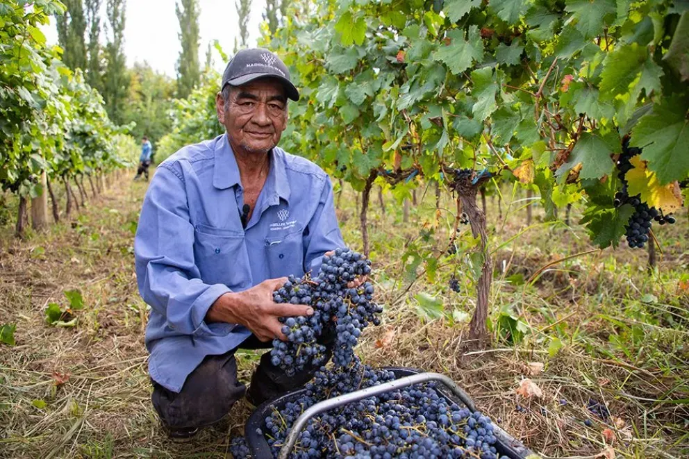 Los viñedos ganan terreno en Neuquén.