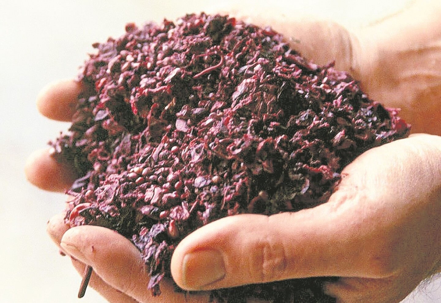 Estudian el potencial del orujo en la prevención del cáncer.
