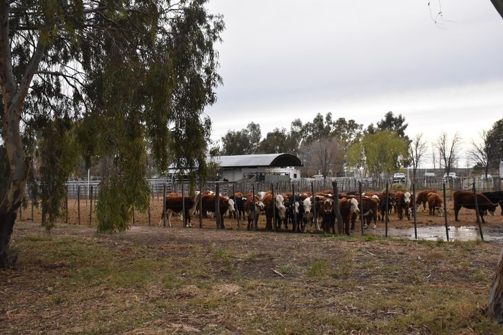 La 38.ª Fiesta del Ternero en Choele Choel premió el esfuerzo diario de los productores. La 38.ª Fiesta del Ternero en Choele Choel premió el esfuerzo diario de los productores.