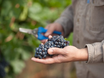 argentina impulsa la vitivinicultura con una capacitacion gratuita