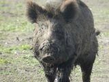 Un día de caza terminó con un muerto: lo confundieron con un chancho salvaje