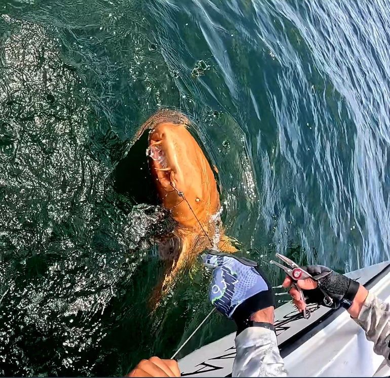 Encuentran un tiburón naranja en Costa Rica: a qué se debe su color. Encuentran un tiburón naranja en Costa Rica: a qué se debe su color.