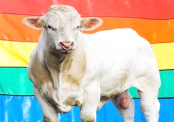 Campaña mundial logró salvarle la vida a un toro gay