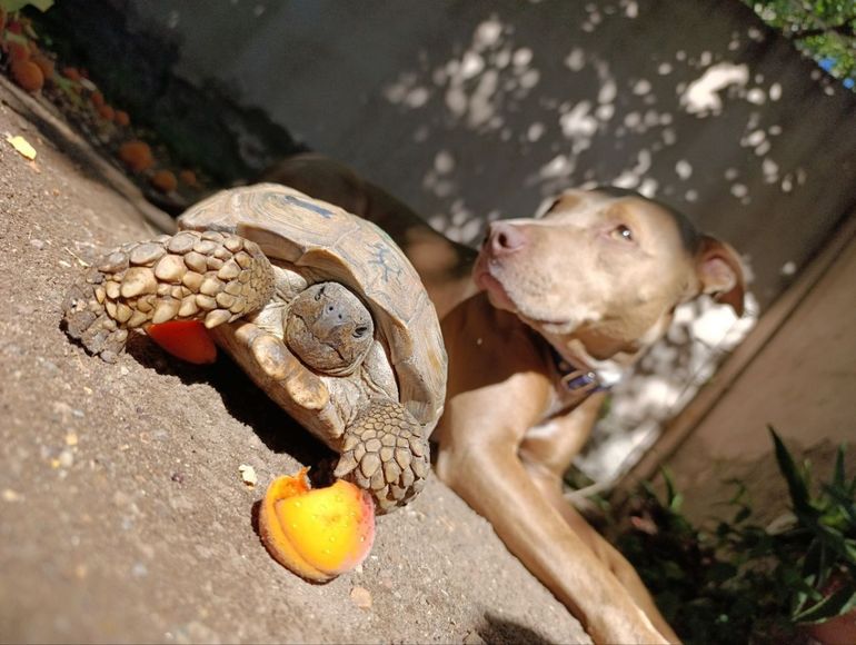 El emotivo rescate de una tortuga: la encontraron desnutrida en la calle con dibujos y perforaciones en su caparazón