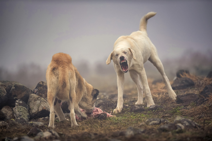 El stock ovino fueguino cayó de un millón de cabezas a menos de 300.000 en una década. El stock ovino fueguino cayó de un millón de cabezas a menos de 300.000 en una década.