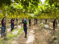El nuevo gravamen impuesto por Estados Unidos reduce la competitividad de las uvas brasileñas y obliga a productores y exportadores a acelerar la búsqueda de mercados alternativos.