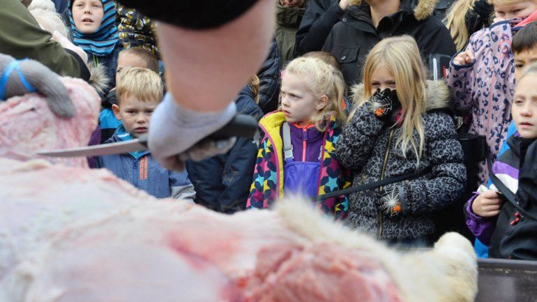 Los chicos daneses presencian el trabajo de los empleados del zoológico.