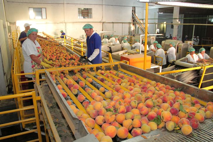 El sur de Brasil atraviesa una campaña crítica para los duraznos y ciruelas, con caídas de rendimiento de hasta 30%, presión sanitaria y creciente dependencia de las importaciones. El sur de Brasil atraviesa una campaña crítica para los duraznos y ciruelas, con caídas de rendimiento de hasta 30%, presión sanitaria y creciente dependencia de las importaciones.