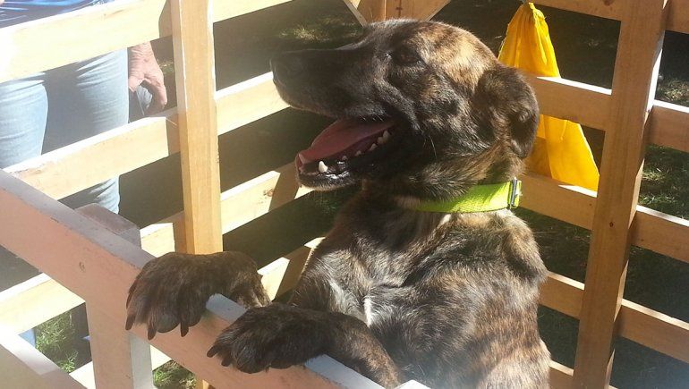 Piden crear un hospital público para los animales