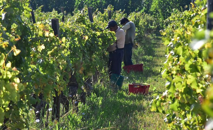 La disminución de la superficie de viñedos a nivel nacional, y especialmente en Río Negro y Neuquén, se debe en gran parte a la falta de rentabilidad del negocio vitivinícola. Foto: Fabricio González La disminución de la superficie de viñedos a nivel nacional, y especialmente en Río Negro y Neuquén, se debe en gran parte a la falta de rentabilidad del negocio vitivinícola. Foto: Fabricio González