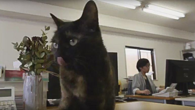 Una empresa permite gatos para combatir el estrés