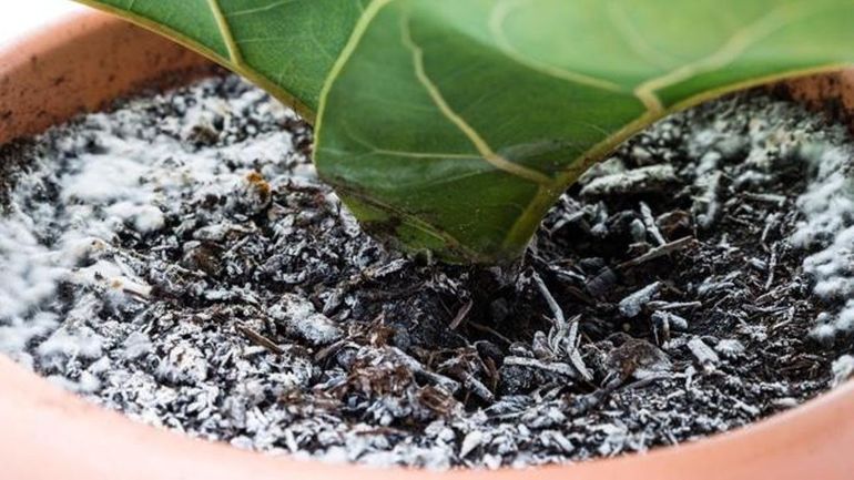 Las 3 razones por las que la tierra de tus plantas se pone blanca Las 3 razones por las que la tierra de tus plantas se pone blanca