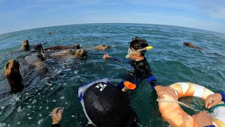 Nadando con lobos marinos, nueva propuesta en la costa atlántica