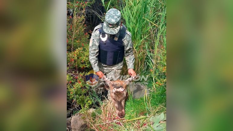 Cazadores furtivos entraron ilegalmente a una estancia a matar ciervos