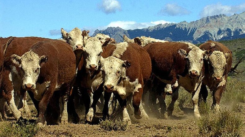 Los ganaderos patagónicos están solicitando que la argentina aplique un plan para tener un único status sanitario. | LM Neuquen Los ganaderos patagónicos están solicitando que la argentina aplique un plan para tener un único status sanitario.