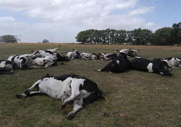 Confirmaron la primera muerte por ántrax en el país