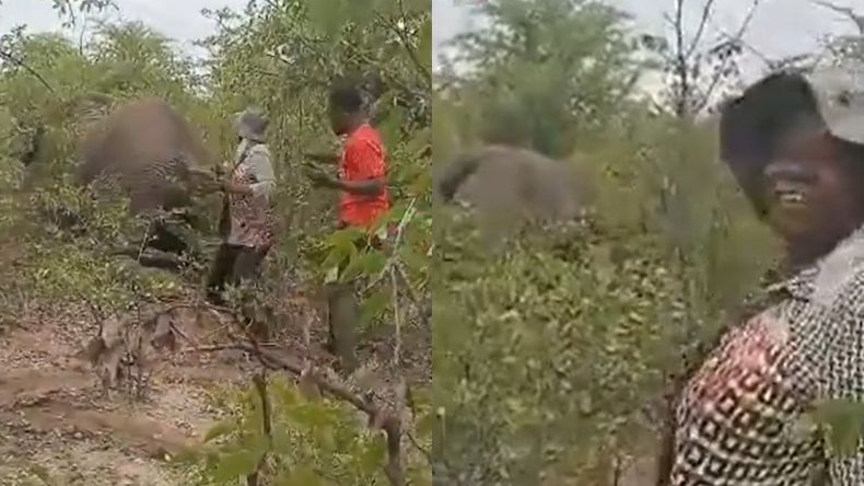 Klaudia Mwaala, junto a ocho personas, siguió al elefante macho después de que fuera baleado la noche anterior. | LM Neuquen Klaudia Mwaala, junto a ocho personas, siguió al elefante macho después de que fuera baleado la noche anterior.