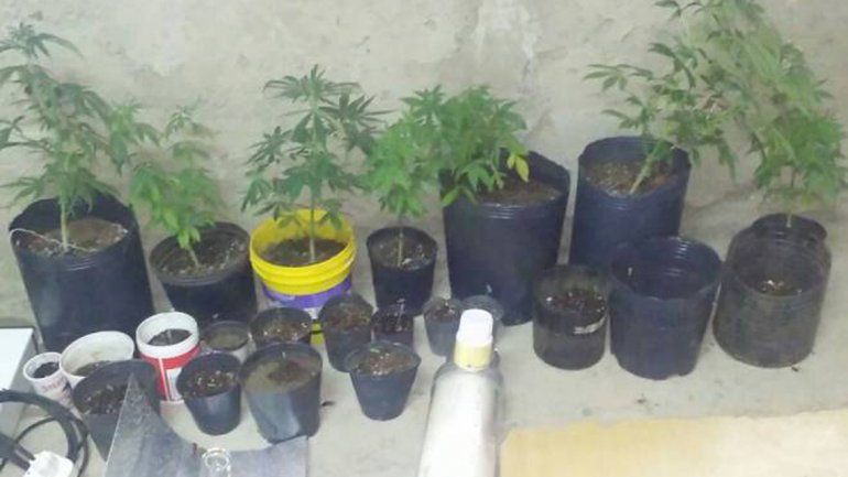 Querían faso y se robaron unos veinte plantines de marihuana