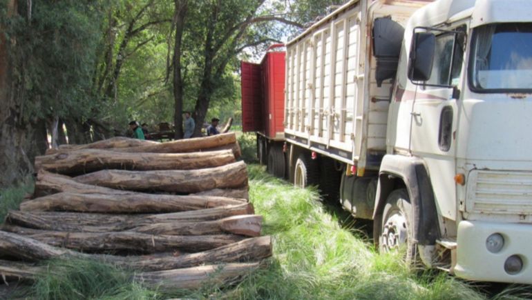 Desde el Ministerio de La Producción de La Pampa informaron que el desmonte sin permiso es la falta más habitual en los bosques de la provincia. 