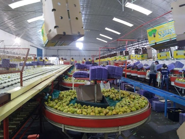 Los costos de los servicios en el sistema frutícola crecen en dólares de manera peligrosa. Los costos de los servicios en el sistema frutícola crecen en dólares de manera peligrosa.