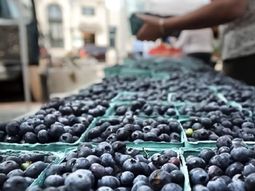 Perú, se mantiene como el principal exportador de arándanos frescos a nivel mundial. Perú, se mantiene como el principal exportador de arándanos frescos a nivel mundial.