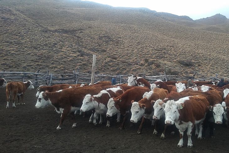 Del este al oeste: el avance del cambio – Iniciado en San Antonio Oeste, llega a Maquinchao, huyendo de los predadores. Foto: Ente de la Región Sur. Del este al oeste: el avance del cambio – Iniciado en San Antonio Oeste, llega a Maquinchao, huyendo de los predadores. Foto: Ente de la Región Sur.