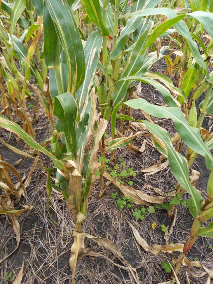 La chicharrita comienza con el maíz y sigue con otros cultivos, incluso con ornamentales. La chicharrita comienza con el maíz y sigue con otros cultivos, incluso con ornamentales.
