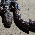 La yarará apareció en el patio de un domicilio y generó temor. | LM Neuquen La yarará apareció en el patio de un domicilio y generó temor.