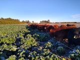 Con rindes que pueden superar las 40 toneladas de materia seca por hectárea, este cultivo está cambiando la ecuación económica de numerosos planteos ganaderos. Con rindes que pueden superar las 40 toneladas de materia seca por hectárea, este cultivo está cambiando la ecuación económica de numerosos planteos ganaderos.