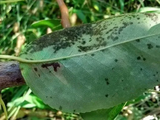 La enfermedad genera daños en follaje y frutos.