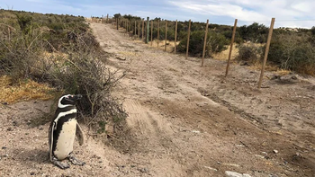 Por la apertura de un camino en la colonia de pingüinos de Punta Tombo murieron crías y adultos, y se destruyeron huevos. Por la apertura de un camino en la colonia de pingüinos de Punta Tombo murieron crías y adultos, y se destruyeron huevos.