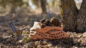 ¿Cuál es la fruta de la Patagonia que quiere conquistar Europa por la que se paga hasta u$s 4.000 el kilo?
