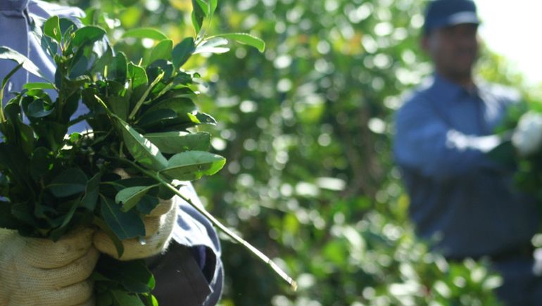 DNU: jueza de Misiones dio lugar a un amparo para resguardar a los yerbateros