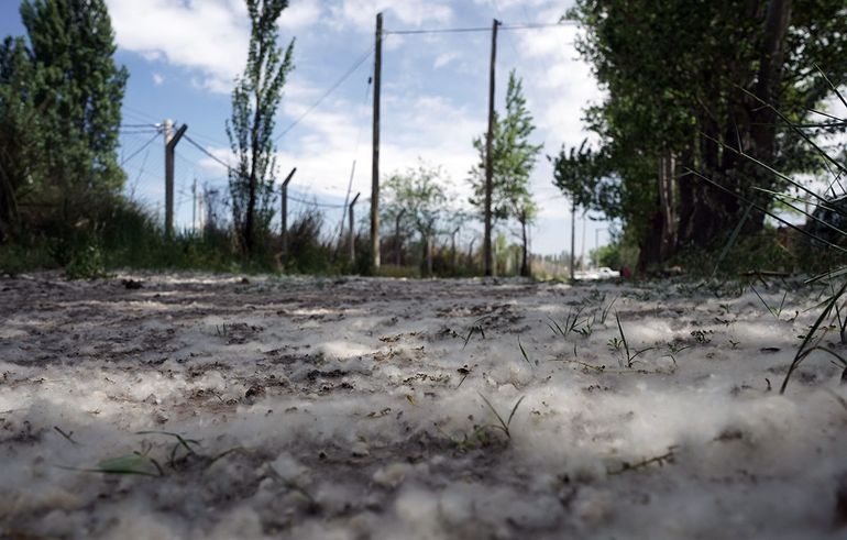 ¿Hay más pelusas de los álamos?