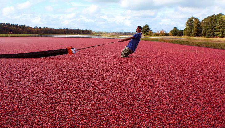 La zona sur de Chile presenta suelos ácidos, abundante disponibilidad hídrica y temperaturas templadas que permiten el desarrollo de variedades adaptadas al cultivo. La zona sur de Chile presenta suelos ácidos, abundante disponibilidad hídrica y temperaturas templadas que permiten el desarrollo de variedades adaptadas al cultivo.