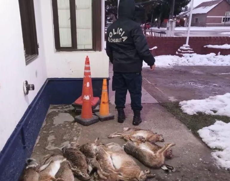 Las liebres fueron incautadas en las primeras horas del domingo y horas después, fueron incineradas. Las liebres fueron incautadas en las primeras horas del domingo y horas después, fueron incineradas. 