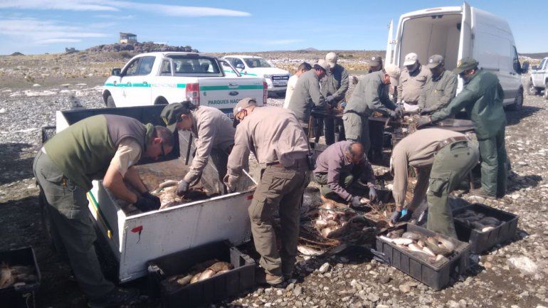 Dejaron de enterrar y lograron donar a comedores cientos de kilos de pesca en Laguna Blanca