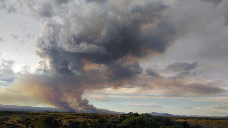 Loncopué: el incendio arrasó con 1.600 hectáreas forestadas de pinos