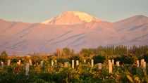 vino bebida nacional: una singularidad que celebra mucho mas de lo que dice