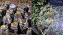 los vieron en un delivery de droga, huyeron y abandonaron plantas y frascos con marihuana