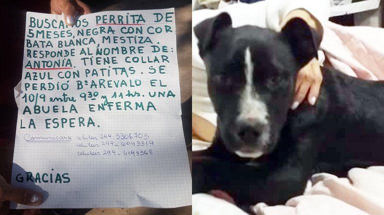 Una abuela cipoleña y su nieto buscan desesperadamente a su perrita Antonia